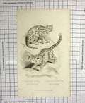 Old Antique Print Tiger Cat Java Cape Forster Wild Animals 1825 Engraving 19th