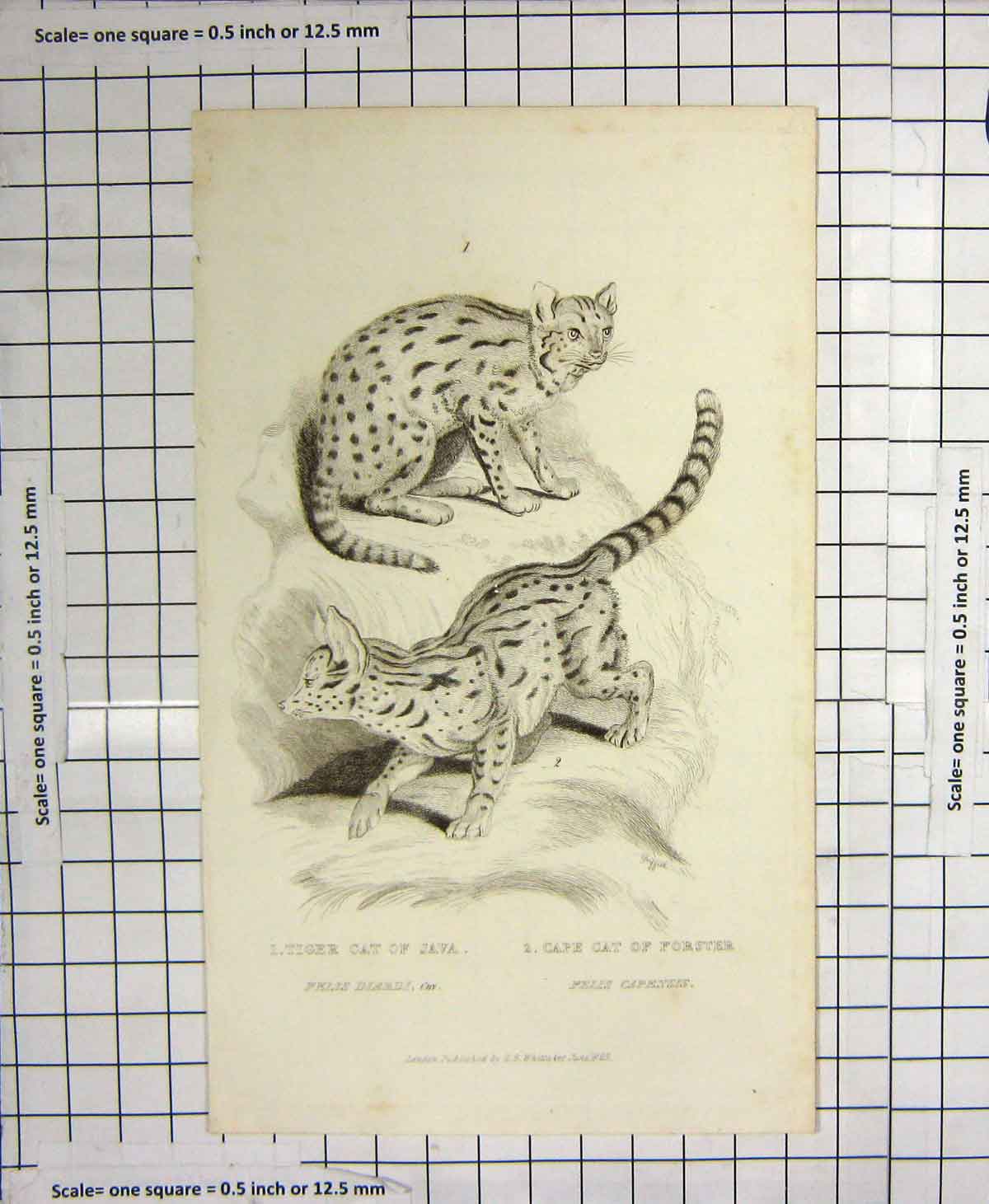 Old Antique Print Tiger Cat Java Cape Forster Wild Animals 1825 Engraving 19th