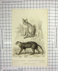 Original Old Antique Print Cape Cat Forster Yagouaroundi D'Azara 1825 Animals