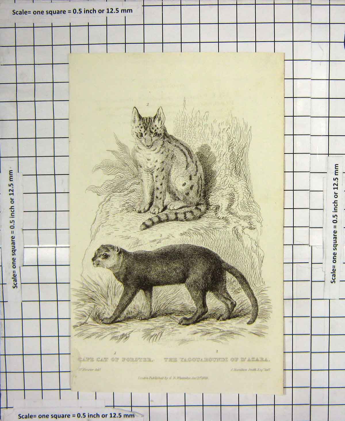 Original Old Antique Print Cape Cat Forster Yagouaroundi D'Azara 1825 Animals