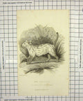 Old Antique Print 1824 Colocolo Molina Wild Cat Animal Griffith Engraving 19th