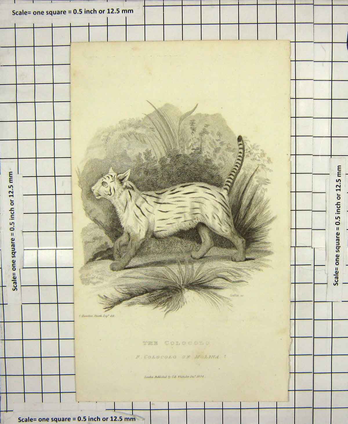 Old Antique Print 1824 Colocolo Molina Wild Cat Animal Griffith Engraving 19th