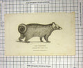 Old Antique Print 1825 Pougoune Paradoxurus Tipus Wild Animal Engraving 19th
