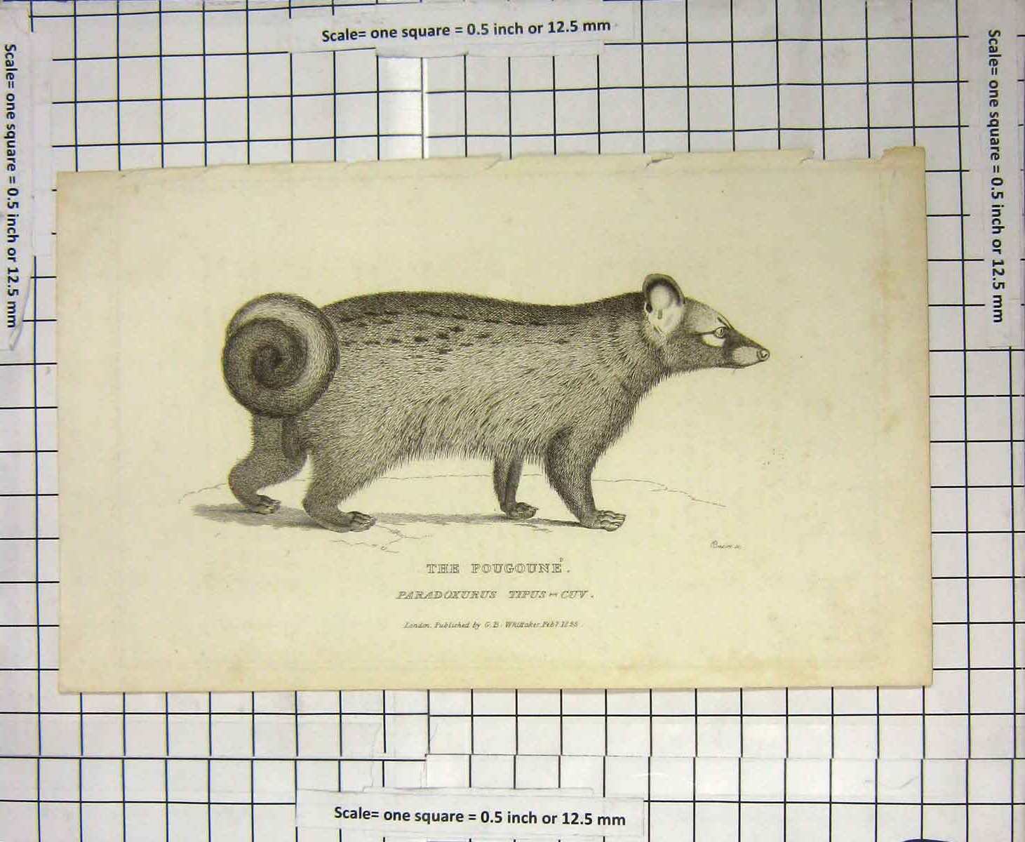 Old Antique Print 1825 Pougoune Paradoxurus Tipus Wild Animal Engraving 19th