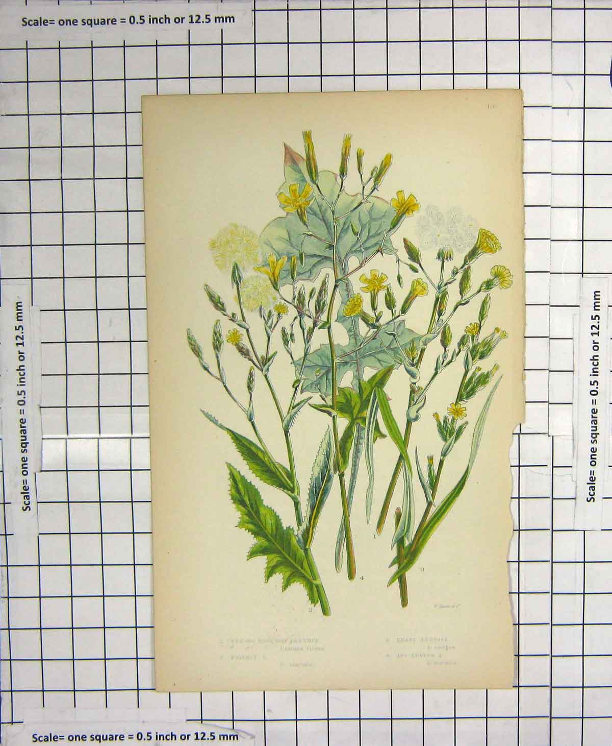 Original Old Antique Print Colour Flowers Lettuce Ivy Leaved Prickly Nature