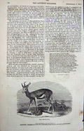 Original Old Antique Print 1840 Springbok Wild Animal Nature 19th