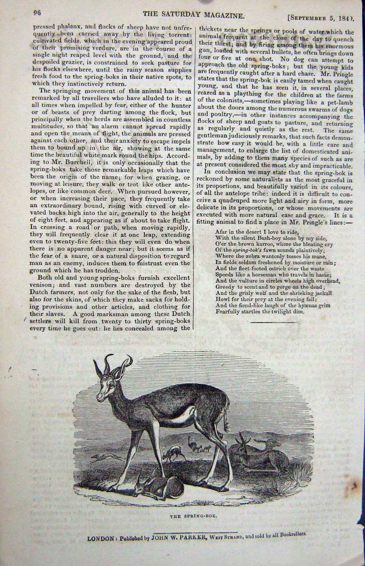 Original Old Antique Print 1840 Springbok Wild Animal Nature 19th