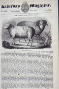 Original Old Antique Print 1837 Merino Sheep Animals 19th Century