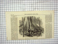 Original Old Antique Print 1869 Moreton Bay Fig Tree Australian Banyan 19th