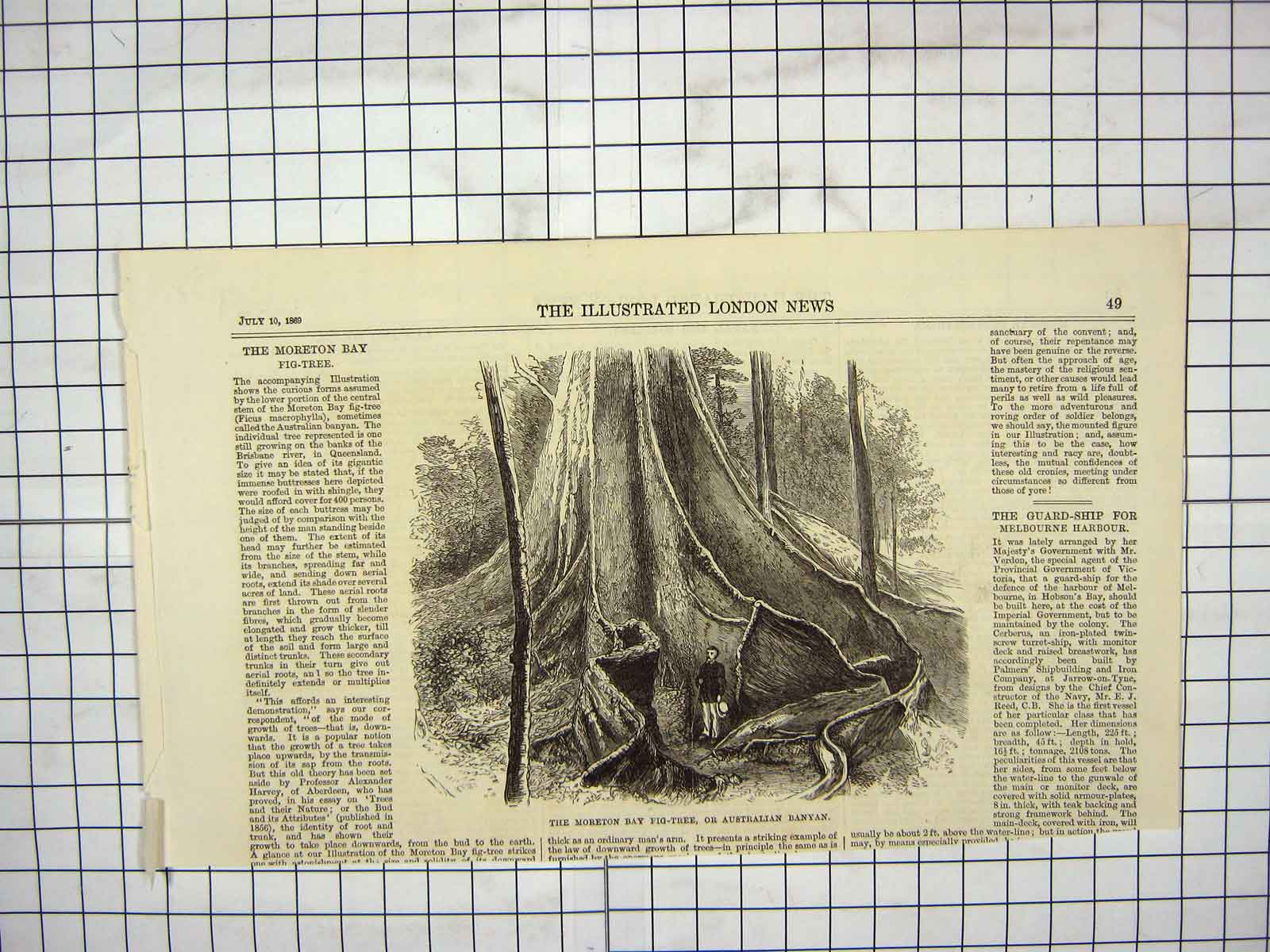 Original Old Antique Print 1869 Moreton Bay Fig Tree Australian Banyan 19th