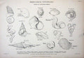 Original Old Antique Print C1850 Conchology Spiral Shells Achatina Helix Lowry