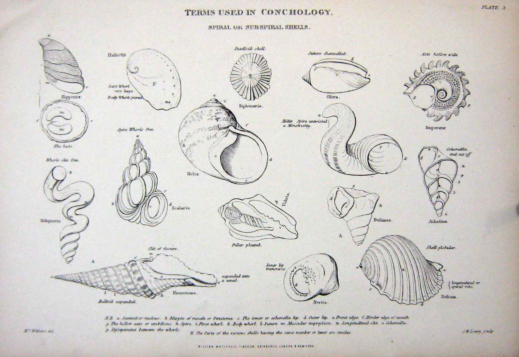 Original Old Antique Print C1850 Conchology Spiral Shells Achatina Helix Lowry