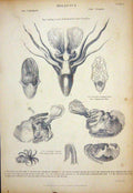 Original Old Antique Print C1850 Mollusca Cutle Fish Paper Nantilus Ocythoe