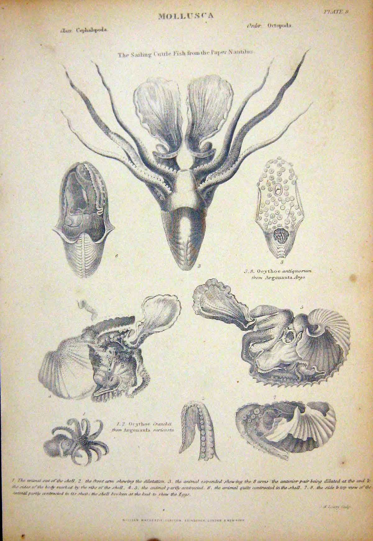 Original Old Antique Print C1850 Mollusca Cutle Fish Paper Nantilus Ocythoe