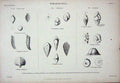 Original Old Antique Print C1850 Rhizopoda Shells Pavonina Textularia Rosalina