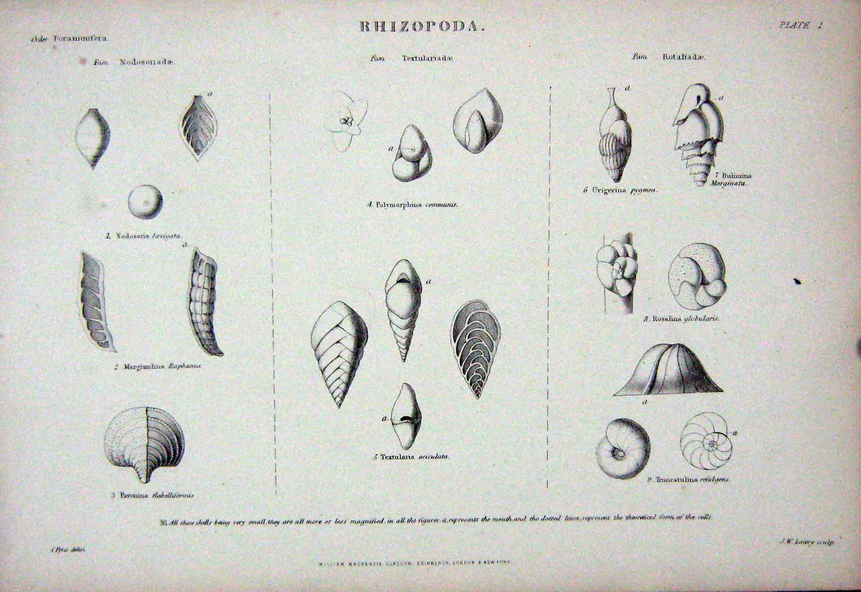 Original Old Antique Print C1850 Rhizopoda Shells Pavonina Textularia Rosalina