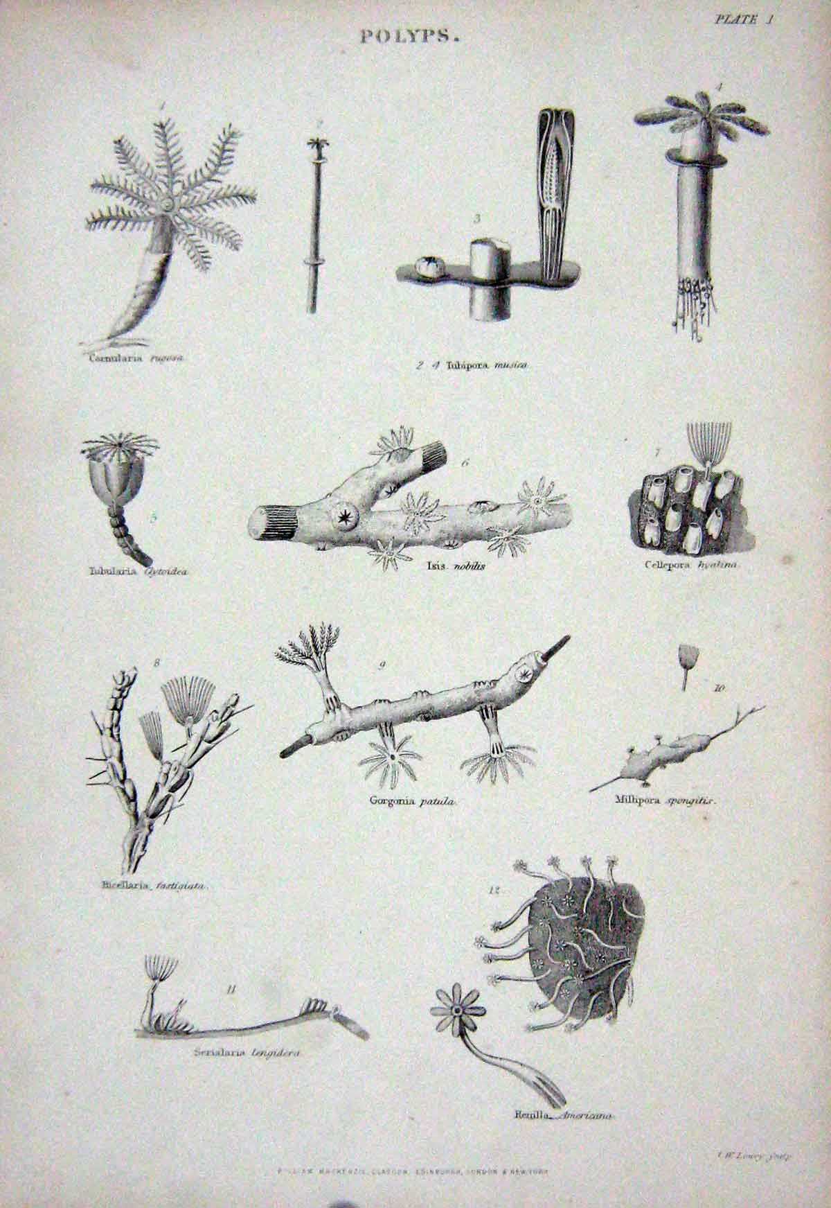 Original Old Antique Print C1850 Polyps Isis Serialaria Bicellaria Millipora