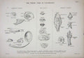 Original Old Antique Print C1850 Conchology Shells Symmetrical Univalves 19th