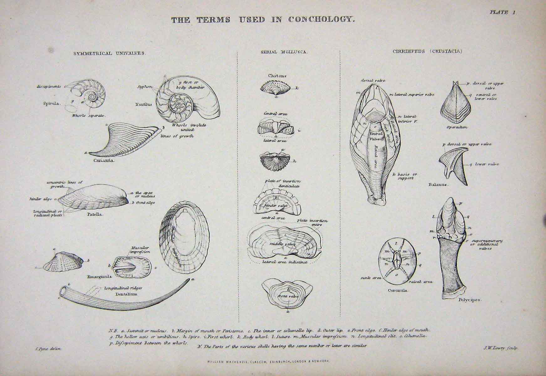 Original Old Antique Print C1850 Conchology Shells Symmetrical Univalves 19th