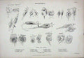 Original Old Antique Print C1850 Rotatoria Callidina Noteus Squamella Lepadella