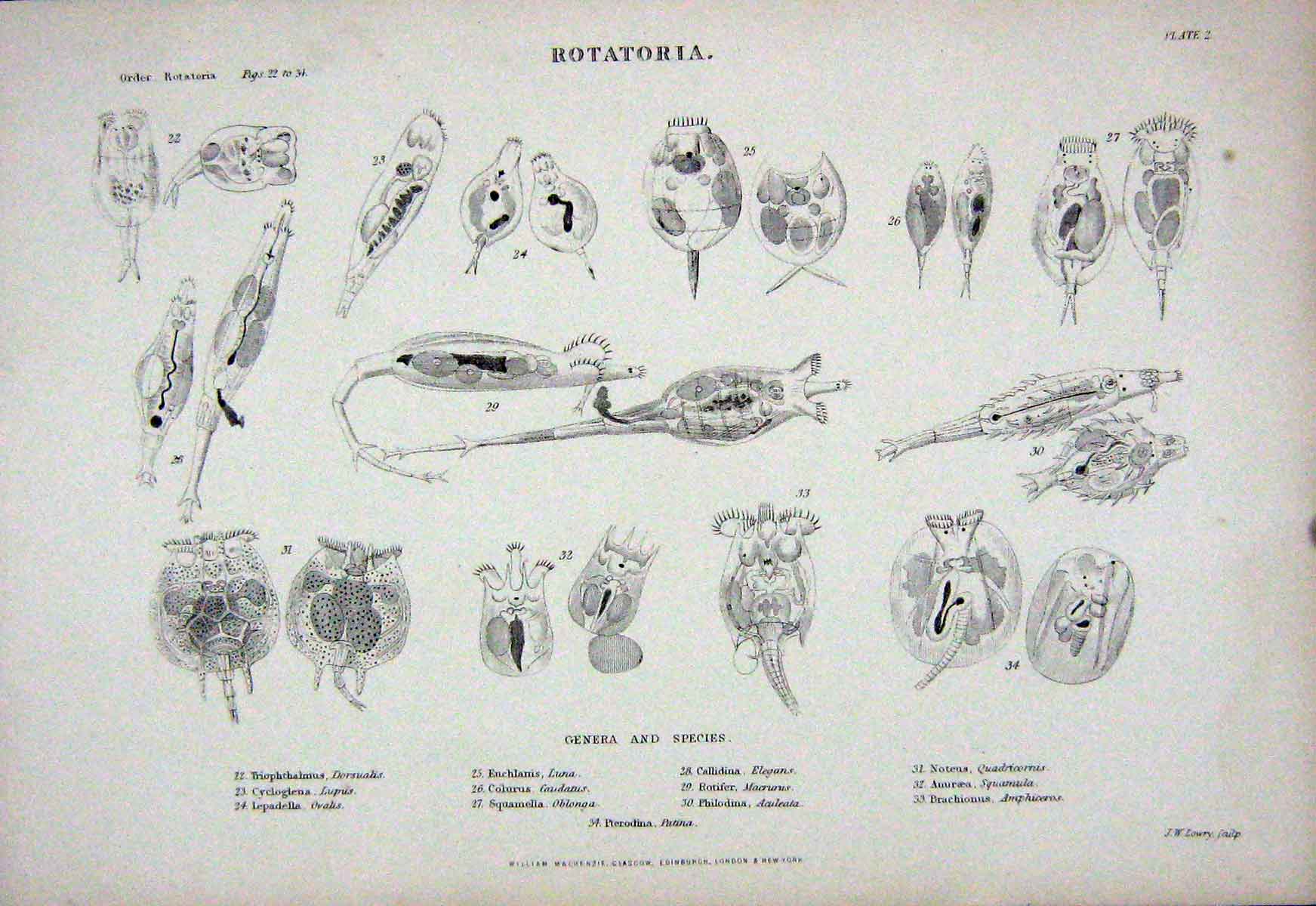 Original Old Antique Print C1850 Rotatoria Callidina Noteus Squamella Lepadella