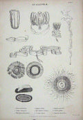 Original Old Antique Print C1850 Acalephae Beroe Janira Physsophora Cestum 19th