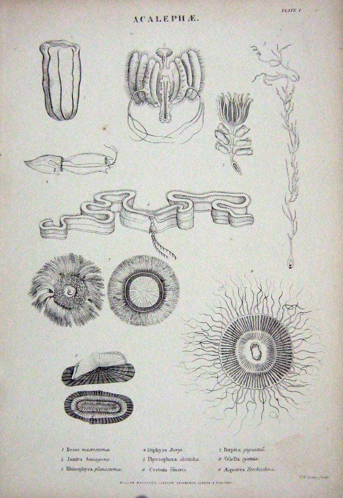Original Old Antique Print C1850 Acalephae Beroe Janira Physsophora Cestum 19th
