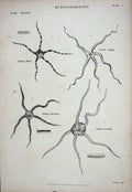 Original Old Antique Print C1850 Echinodermata Ophiura Mutica Euryale Lamarcku