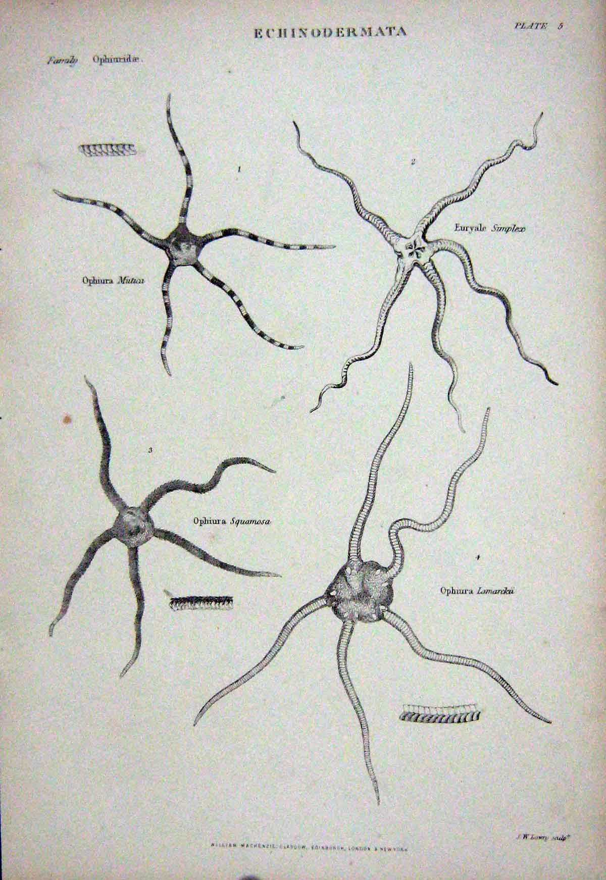 Original Old Antique Print C1850 Echinodermata Ophiura Mutica Euryale Lamarcku