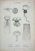 Original Old Antique Print C1850 Acalephae Cynaea Physalia Rhizostoma Geryonia