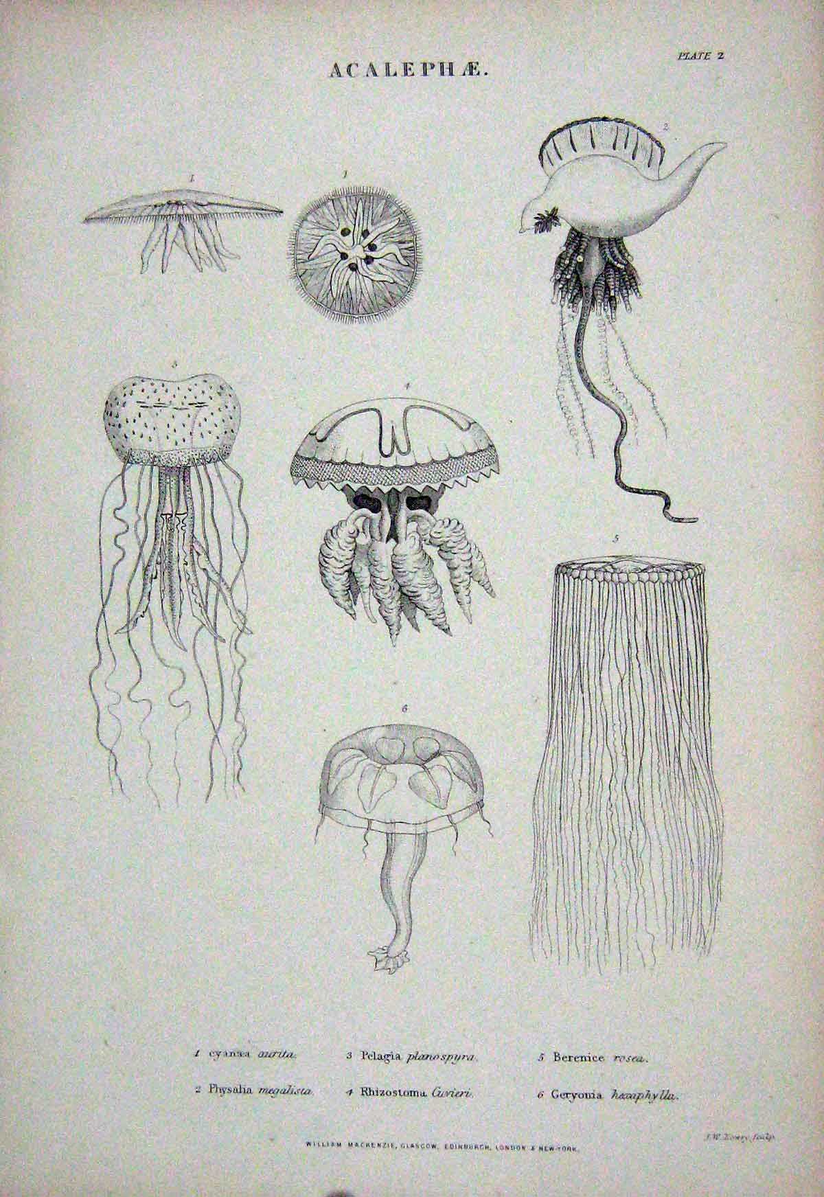 Original Old Antique Print C1850 Acalephae Cynaea Physalia Rhizostoma Geryonia