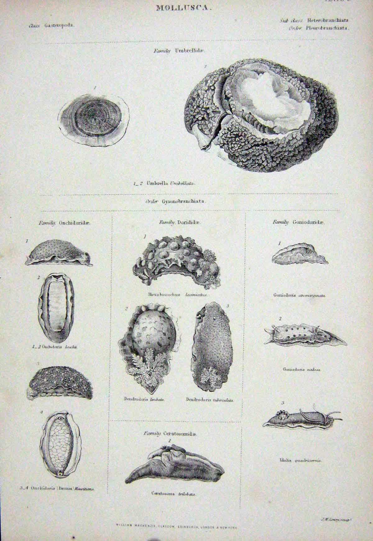 Original Old Antique Print C1850 Mollusca Umbrellidae Dorididae Ceratosomidae
