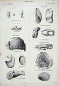 Original Old Antique Print C1850 Mollusca Bullinula Aplysia Notarchus Dolabella