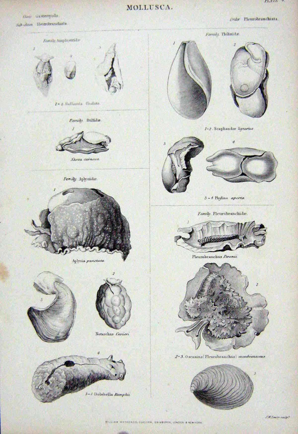 Original Old Antique Print C1850 Mollusca Bullinula Aplysia Notarchus Dolabella