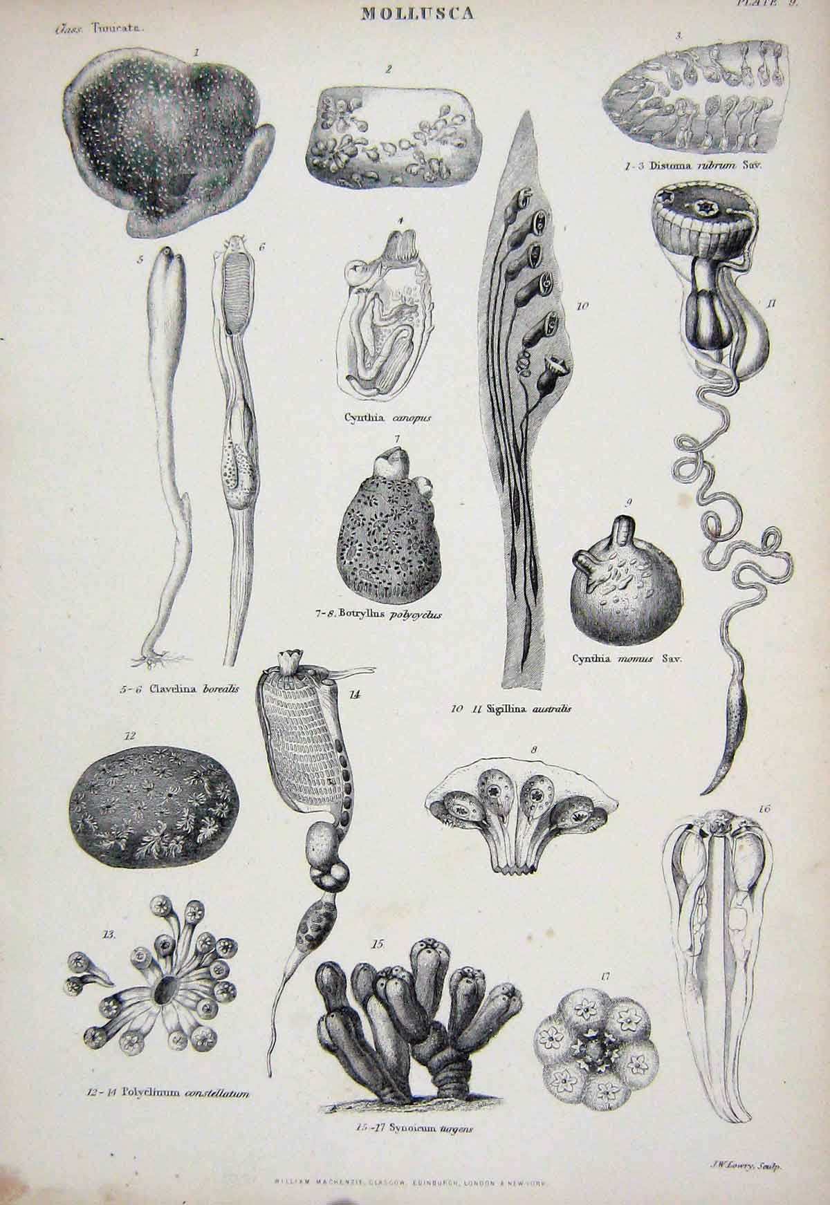 Original Old Antique Print C1850 Mollusca Cynthia Botryllus Turgens Australis