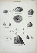 Original Old Antique Print C1850 Cirripedes Tintinnabulum Spongites Stromia