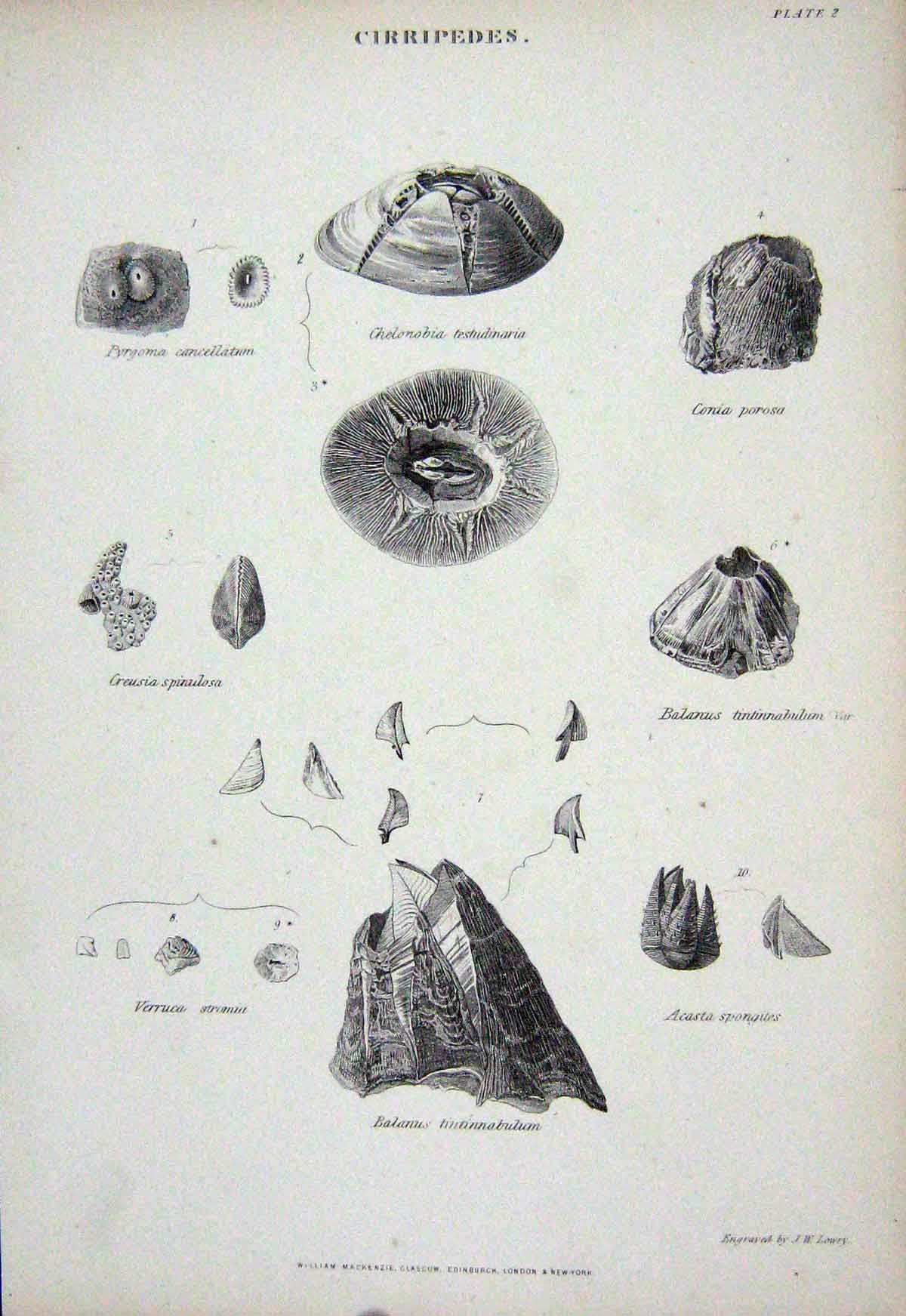 Original Old Antique Print C1850 Cirripedes Tintinnabulum Spongites Stromia