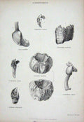 Original Old Antique Print C1850 Cirripedes Vulgare Diadema Aurita Lowry 19th
