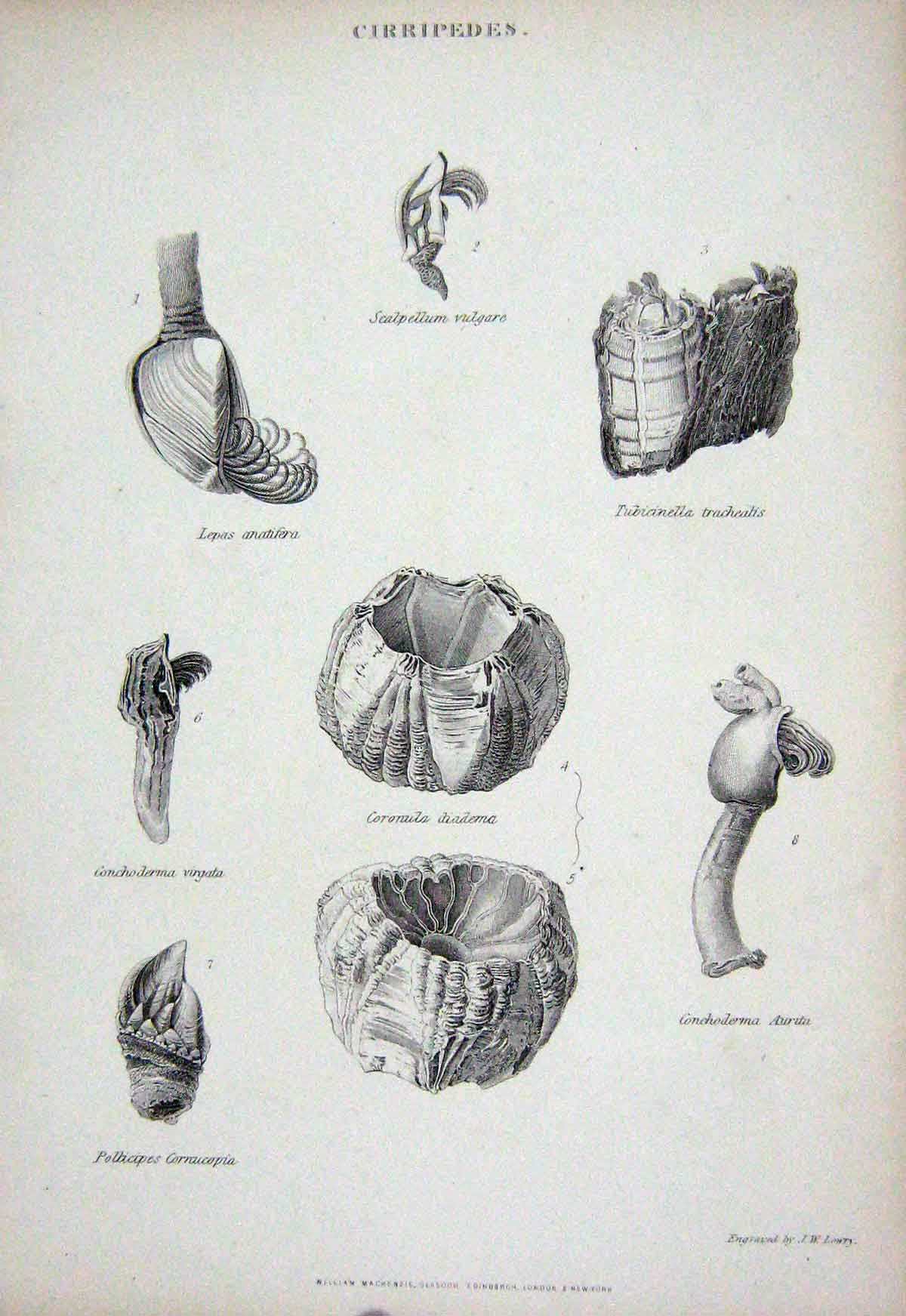 Original Old Antique Print C1850 Cirripedes Vulgare Diadema Aurita Lowry 19th