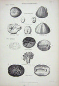 Original Old Antique Print C1850 Echinodermata Nature Tentacle Spatangus Fam