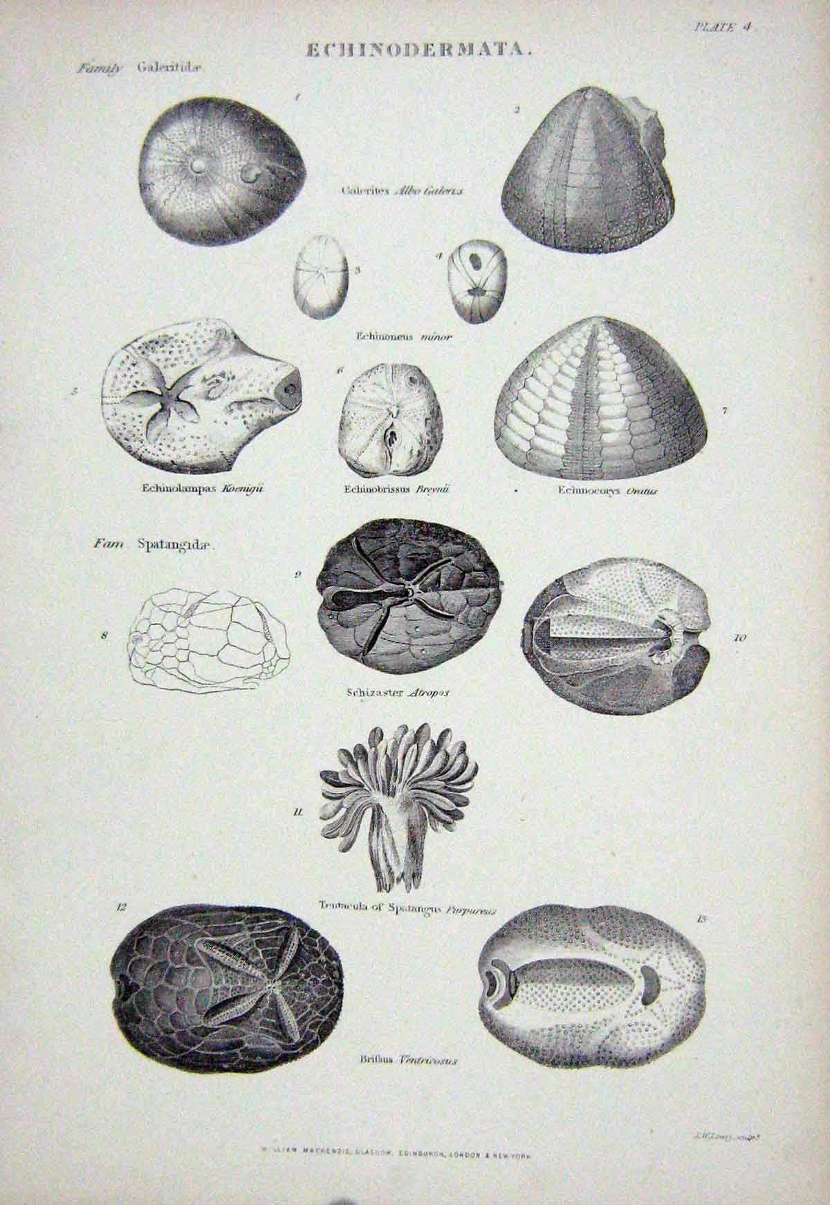 Original Old Antique Print C1850 Echinodermata Nature Tentacle Spatangus Fam
