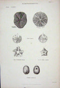 Original Old Antique Print C1850 Echinodermata Rotula Echinanthus Nature 19th