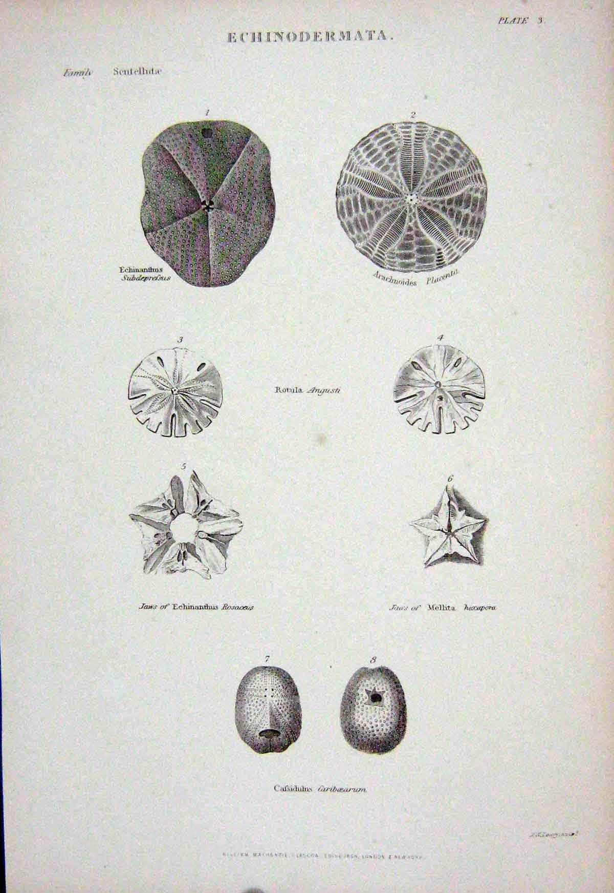 Original Old Antique Print C1850 Echinodermata Rotula Echinanthus Nature 19th
