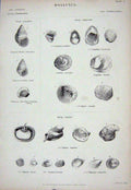 Original Old Antique Print C1850 Mollusca Capulus Calyptra Hipponyx Amalthea