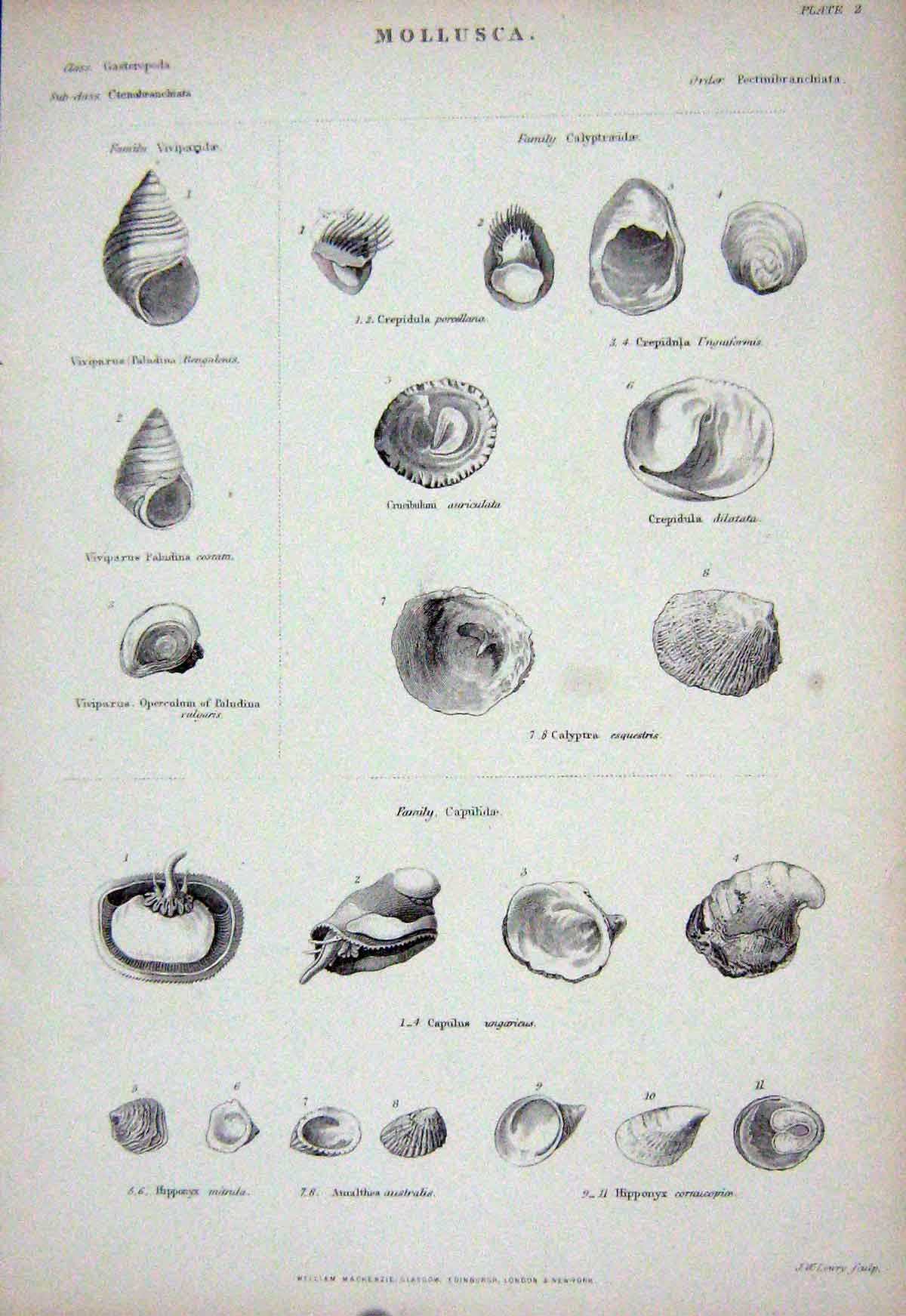 Original Old Antique Print C1850 Mollusca Capulus Calyptra Hipponyx Amalthea