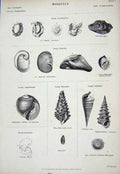 Old Antique Print C1850 Mollusca Bibex Pachystoma Cerithium Nature Shells 19th