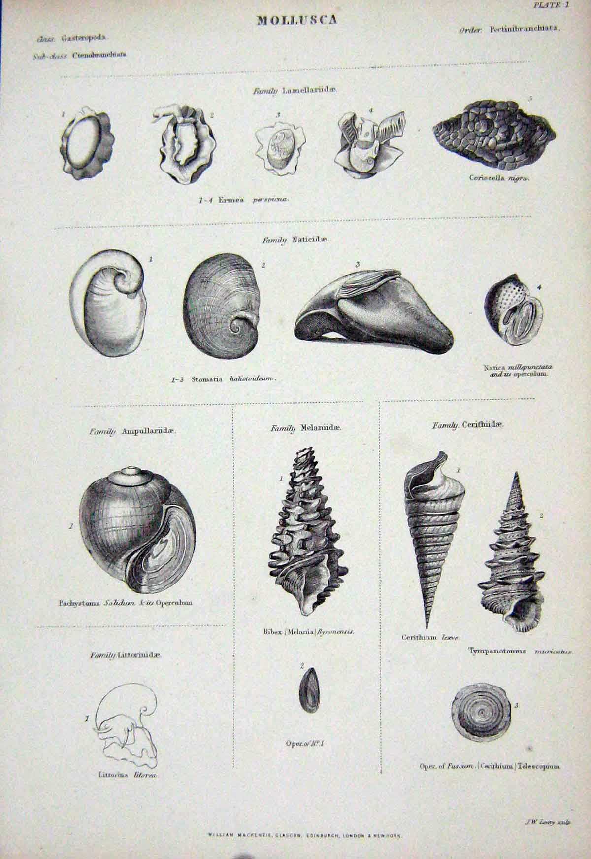 Old Antique Print C1850 Mollusca Bibex Pachystoma Cerithium Nature Shells 19th