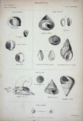 Original Old Antique Print C1850 Mollusca Gadiniidae Shells Nature Imperator