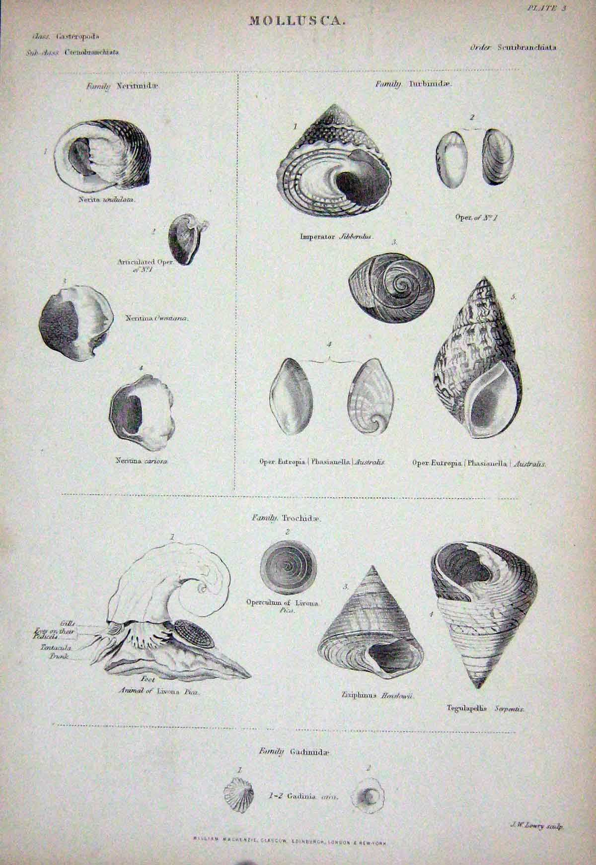 Original Old Antique Print C1850 Mollusca Gadiniidae Shells Nature Imperator