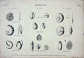 Original Old Antique Print C1850 Rhizopoda Fabularia Dendritina Shells Nature